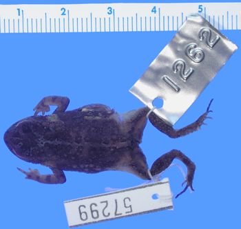 Media type: image; Herpetology A-57299